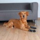Trixie Köpek Çorabı, Kaymaz S - M, 2 Adet
